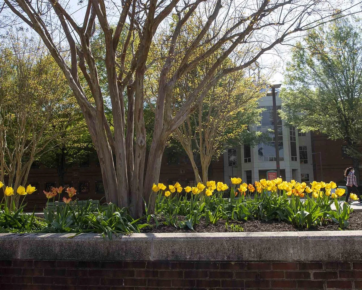 flowers on campus
